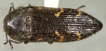 Media type: image;   Entomology 24401 Aspect: habitus dorsal view
